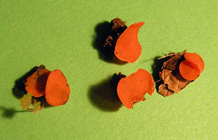 A. aurantia individual disks in the lab